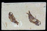 Two Cretaceous Fossil Fish (Armigatus) - Lebanon #110839-1